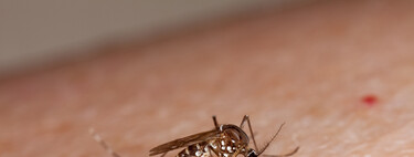 Siempre habíamos creído que a los mosquitos le atraía el color de tu ropa. Pero la clave no era la ropa