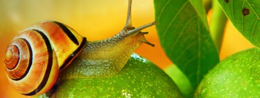 Trucos y remedios naturales para deshacerte de los caracoles y babosas de tu jardín 