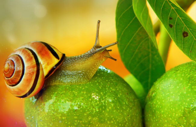 caracol