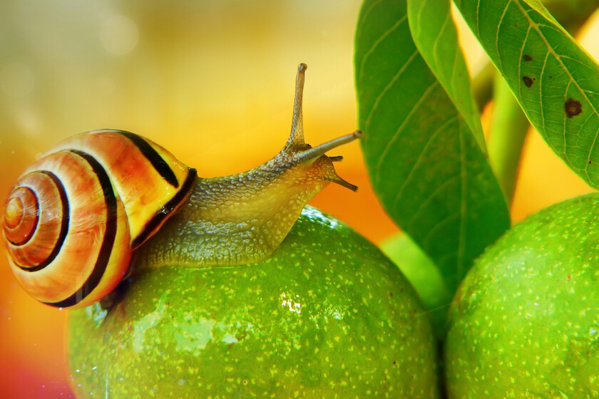 caracol