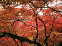 La naturaleza se vuelve roja en Japón durante el koyo