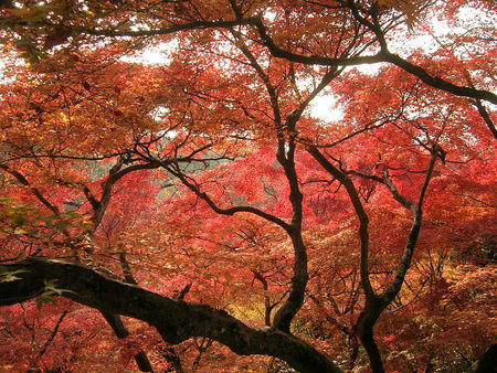 La naturaleza se vuelve roja en Japón durante el koyo