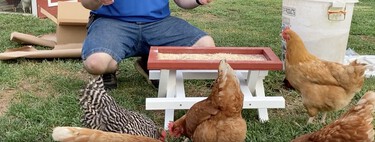 Los huevos están tan caros en Estados Unidos que hay gente optando por una solución desesperada: alquilar gallinas