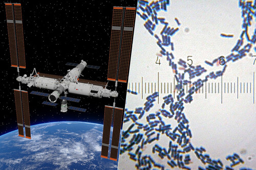 Corte Bacterias Tiangong