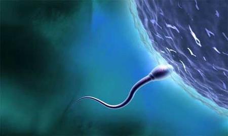 Las grasas saturadas empeoran la calidad del semen