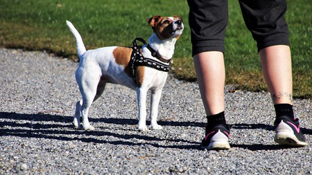 Habilidades Fases Como Saber Si Mi Perro Puede Pasear Suelto