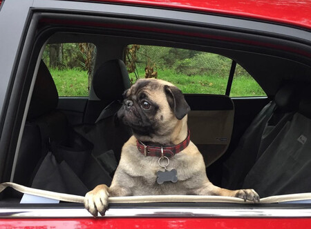 PERROAUTO1