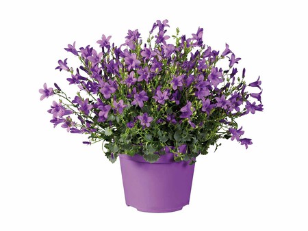 Campanula Zoom 1