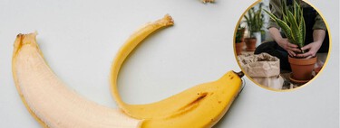 El "oro líquido" para tus plantas: por qué nunca más deberías tirar las cáscaras de plátano a la basura