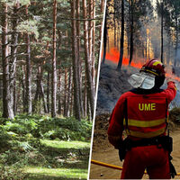 Soria tiene una de las mayores masas forestales de España pero se suele librar de los incendios. La clave: "suerte de pinos"