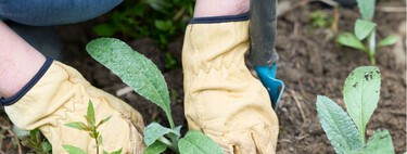 Las plantas que conviene sembrar en julio para que tu jardín estalle de color en otoño 