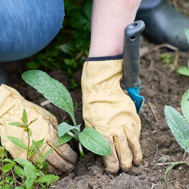 Las plantas que conviene sembrar en julio para que tu jardín estalle de color en otoño 