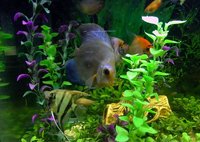 ¿Un cliente grande o muchos pequeños?