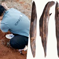 Hemos encontrado herramientas de hace 300.000 años en China. Y ponen patas arriba lo que creíamos sobre la paleodieta 