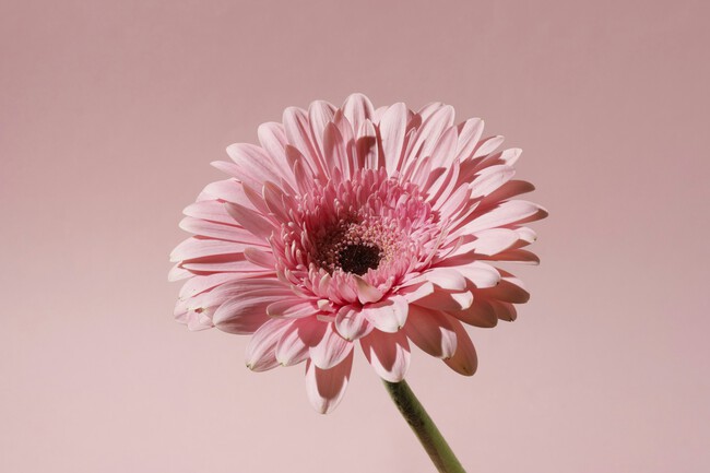 Flor de gerbera