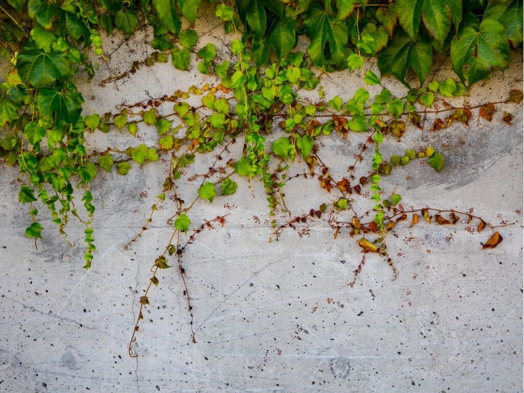 Científicos turcos crean un nuevo material adhesivo que convierte las grietas de la pared en un jardín vertical