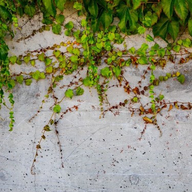Científicos turcos crean un nuevo material adhesivo que convierte las grietas de la pared en un jardín vertical 