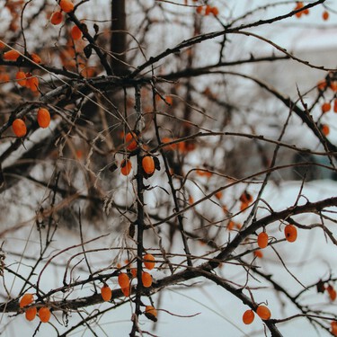 Qué sembrar en enero y qué labores tocan en el huerto este primer mes del año 
