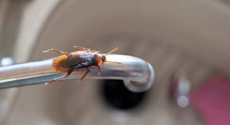 Rentokil Uruguay Pest Control 25