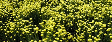 Adiós a los mosquitos y las polillas: esta planta ahuyenta a los insectos y perfuma tu hogar tanto como la lavanda 