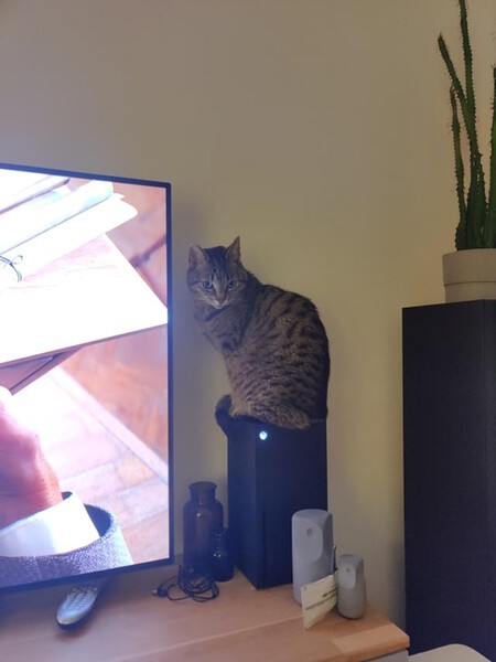 Gato