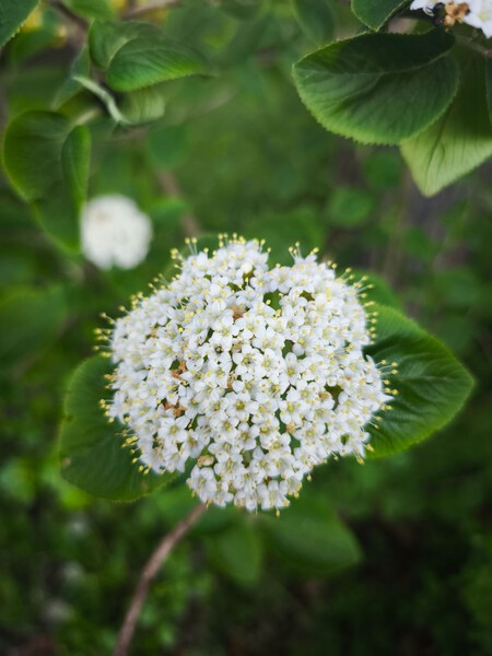 Planta perenne