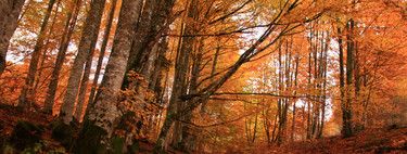 Citas para fotografiar el otoño: la Selva de Irati en Navarra