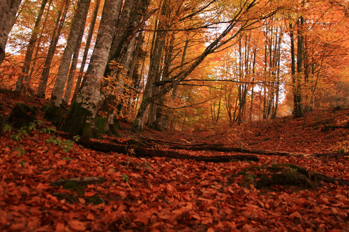 Citas para fotografiar el otoño: la Selva de Irati en Navarra