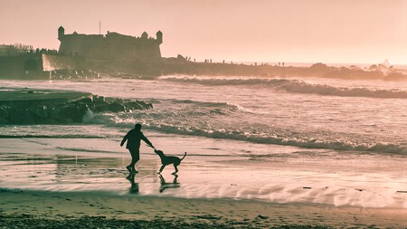 La playa y la montaña pueden ser una buena opción para jugar con tu perro en verano.