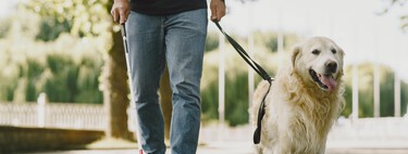 ¿Qué profesión le corresponde a tu perro? Los siete linajes genéticos históricos a los que pertenecen casi todas las razas 