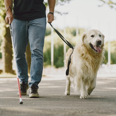 ¿Qué profesión le corresponde a tu perro? Los siete linajes genéticos históricos a los que pertenecen casi todas las razas 