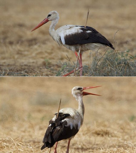 Aves Flechadas