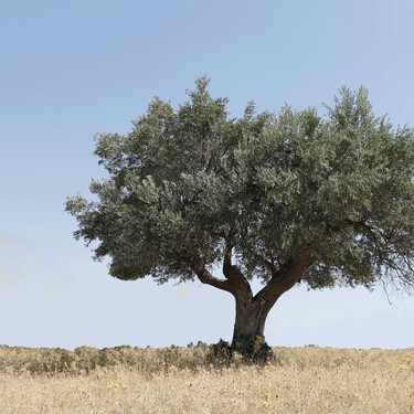 El nuevo agricultor español ya no vive en el pueblo: se llama John, estudió en Wharton y gestiona olivos desde Nueva York 