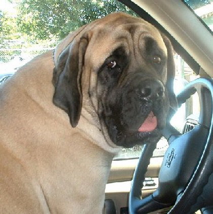 Animales gato perro conduciendo