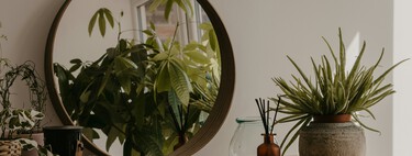 Estas son las seis plantas de interior ideales para la primavera: no necesitan mucho agua y se adaptan a pisos pequeños con poca luz