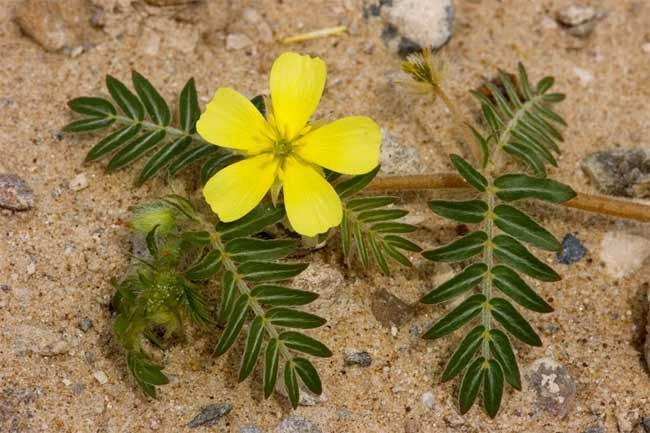 tribulus.jpg