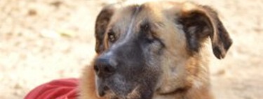 Los gatos y los perros pueden vivir bien sin un ojo o con tres patas. Son los reyes de la adaptación 