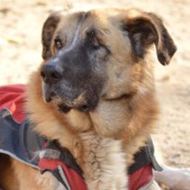 Los gatos y los perros pueden vivir bien sin un ojo o con tres patas. Son los reyes de la adaptación 