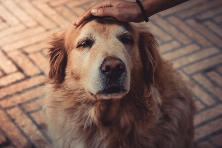 Síndrome de disfunción cognitiva canina 1