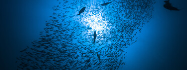 Mares e oceanos: diferenças cruciais para entender os ecossistemas marinhos