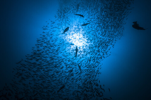 peixes nadando no oceano. Crédito: banco de imagens