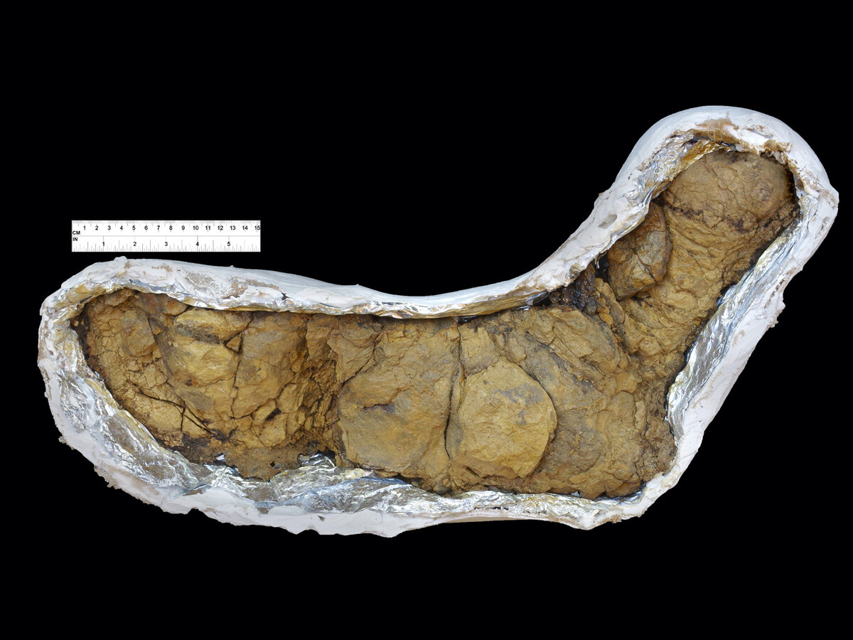 https://i.blogs.es/fc0265/tyrannosaurus_rex_coprolite_poozeum/1200_900.jpg