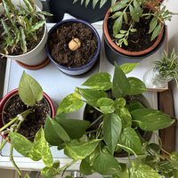 Tras varios veranos viendo morir mis plantas, descubrí el lugar perfecto para dejarlas cuando salgo de viaje
