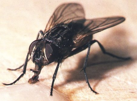 Viva la serendipia (VI): la mosca matemática y la mosca del pipí dulce