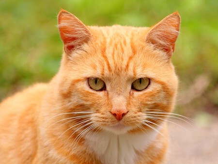 Gatos Naranja 3