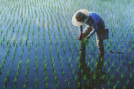 China Produce Alimentos Con Peces Arroz Tecnica Milenaria Xataka Mexico 1