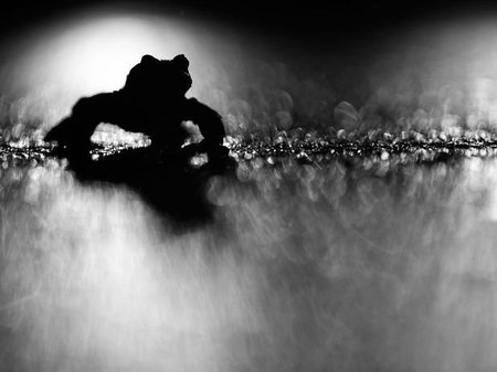 Las mejores fotos del concurso “Nature Photographer of the Year 2012”