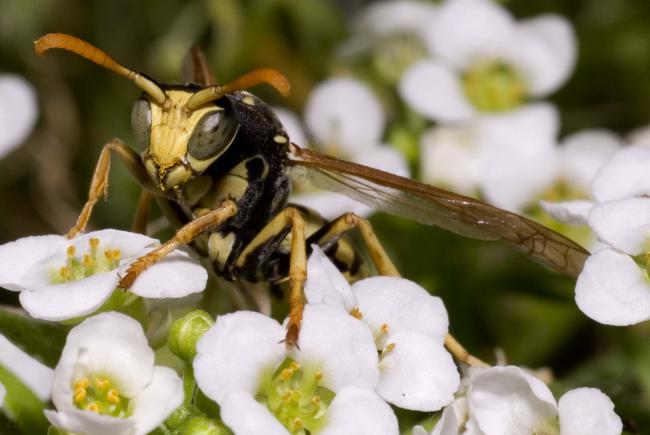 Veneno de avispas para combatir el cáncer de mama