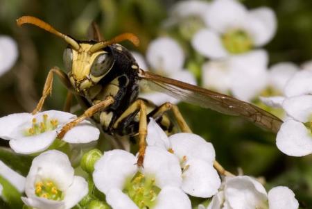 Veneno de avispas para combatir el cáncer de mama