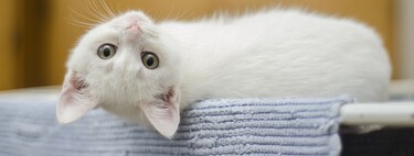 Los gatos con inmunodeficiencia felina pueden tener una vida feliz. Lo difícil es que los adopten 